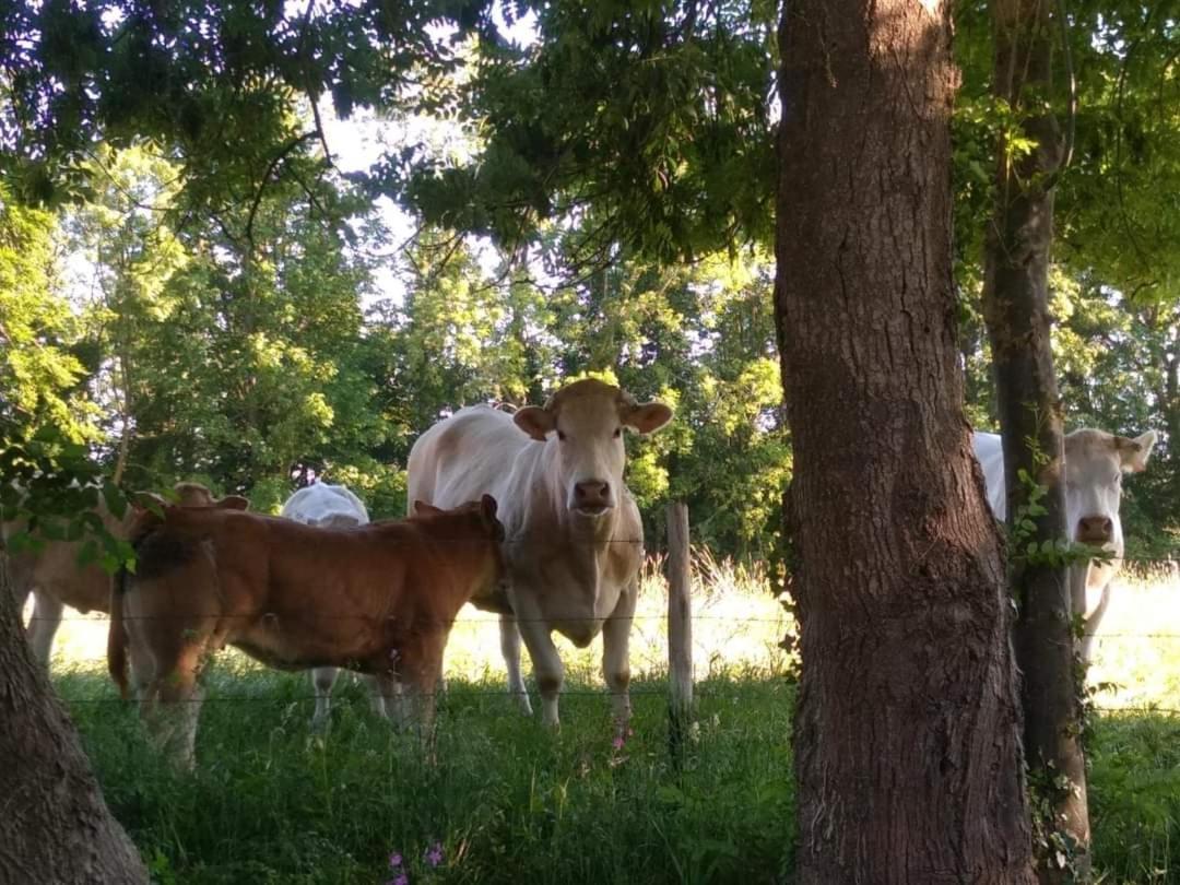 La Cabane Perchee Du Trappeur Écrainville Dış mekan fotoğraf